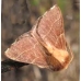 Lackey Moth Malacasoma neustria Complete Egg Ring 50+ eggs